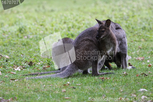 Image of Bennett Wallaby, Kangaroo