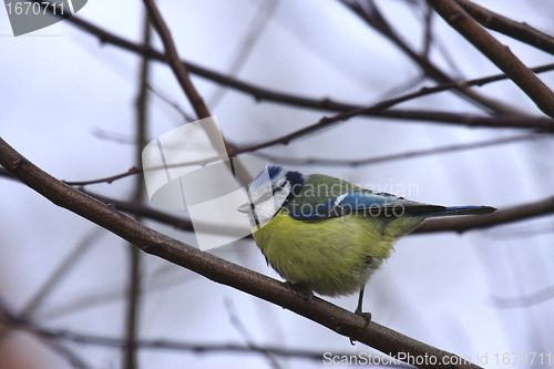 Image of Blue tit