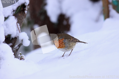 Image of robin in the snow