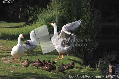 Image of white geeses and ducks