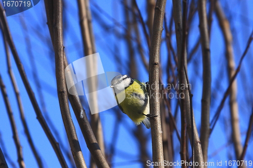 Image of Blue tit