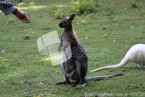 Image of Bennett Wallaby, Kangaroo