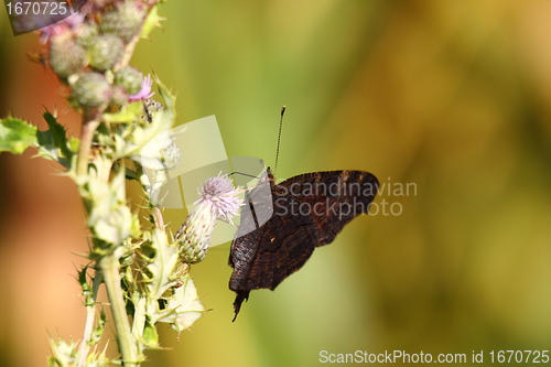 Image of Butterfly inachis, Paon du jour, peacock