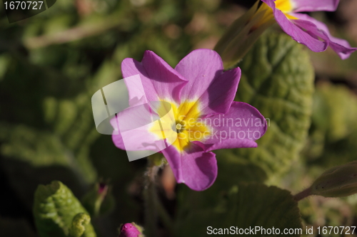 Image of primula