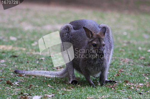 Image of Bennett Wallaby, Kangaroo