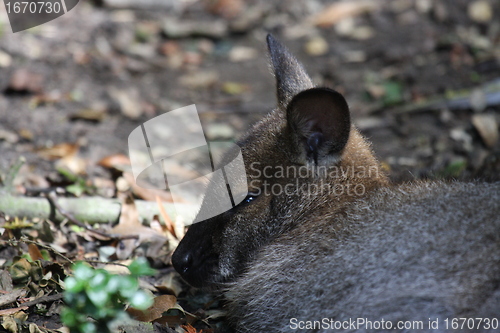 Image of Bennett Wallaby, Kangaroo