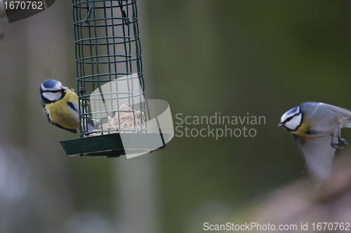 Image of flying in