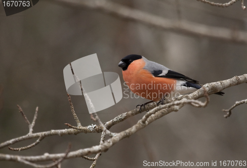 Image of male bullfinch