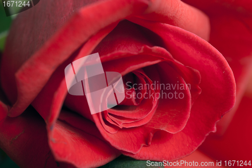 Image of Red Rose