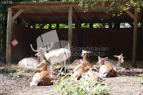 Image of group of deer 2 in chester zoo