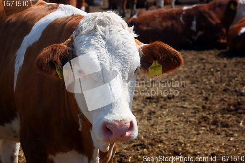 Image of Portrait of cow