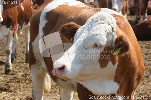 Image of Portrait of cow