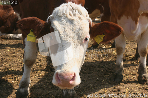 Image of Portrait of cow