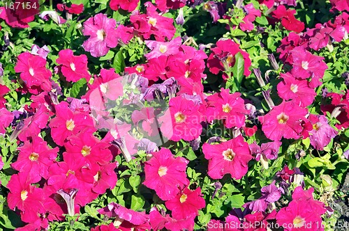 Image of Flower background