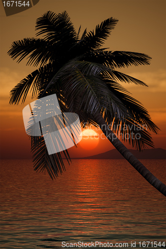 Image of palm tree sunset
