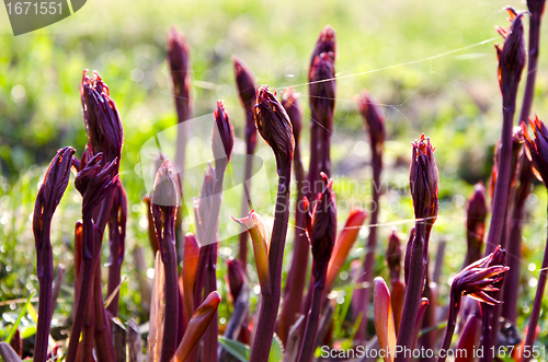 Image of Burgeoning red plant stems with cobwebs in spring 