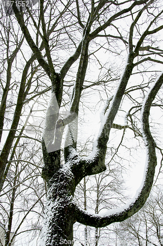 Image of Snow covered mapple tree trunk in winter 