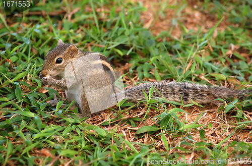 Image of Striped Palm Squirrel