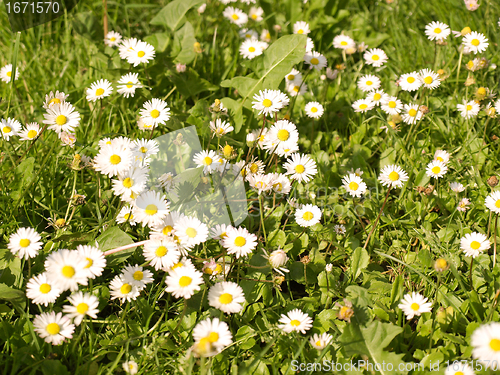 Image of Daisy picture