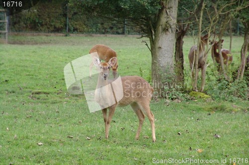 Image of deer  in chester zoo