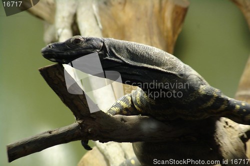 Image of CLOSE UP OF LIZARD