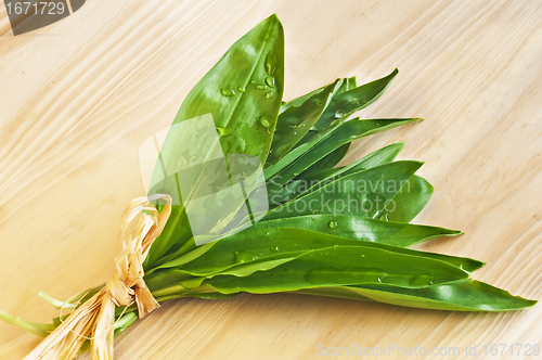 Image of wild garlic