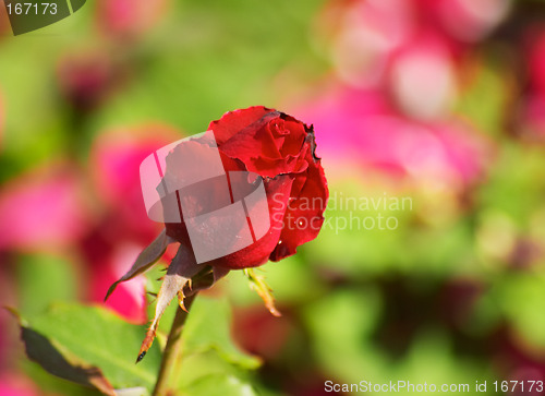 Image of Red rose bud