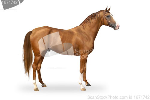 Image of Red warmbllood horse isolated on white