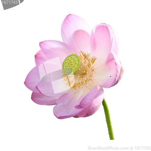 Image of Isolated Lotus on the stem