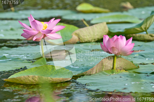 Image of Sacred lotus flower living fossil (close up)