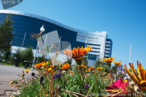 Image of Flowers and office building