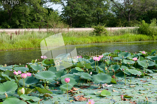Image of Lake of overgrown with blooming lotus