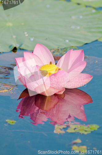 Image of Sacred lotus flower living fossil (close up)