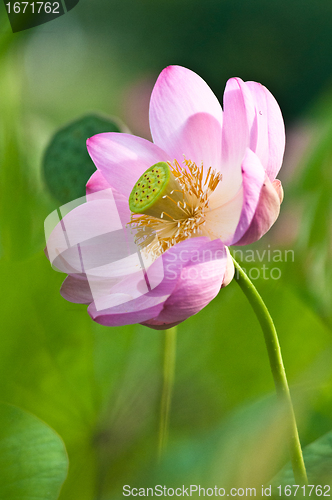 Image of Sacred lotus flower living fossil (close up)