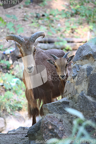 Image of A couple barbary sheeps