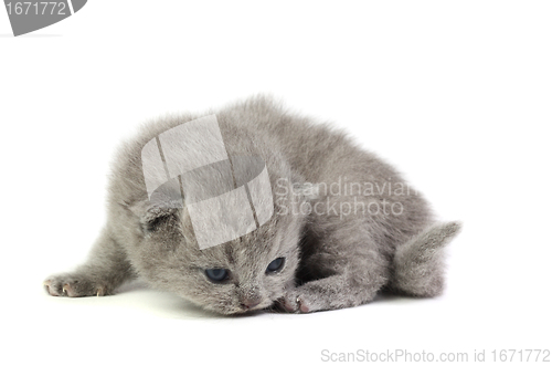 Image of Little kitten