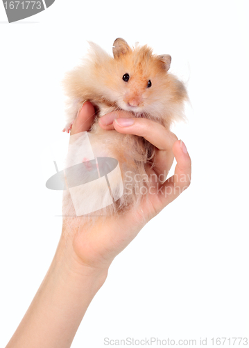 Image of Funny hamster in the hand