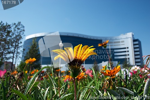 Image of Flowers and office building