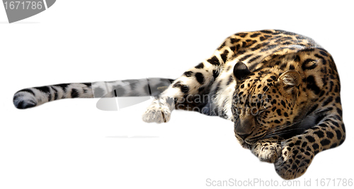 Image of Sleeping leopard