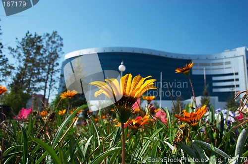 Image of Flowers and office building