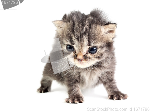 Image of Little kitten isolated