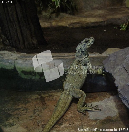 Image of IGUANA