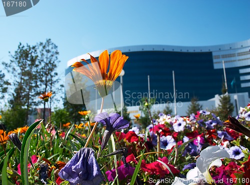 Image of Flowers and office building