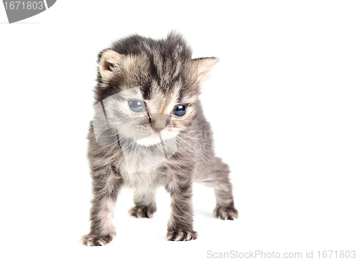 Image of Little kitten isolated