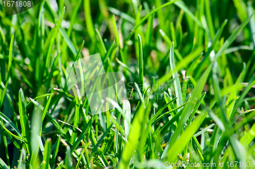 Image of Green grass