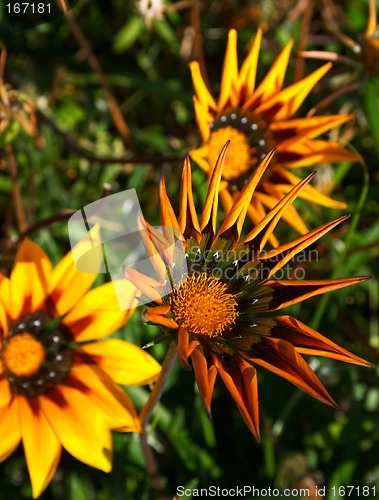 Image of Gaillardia