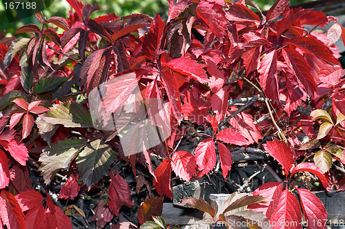 Image of Red leaves