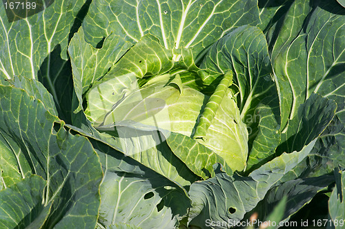 Image of Cabbage