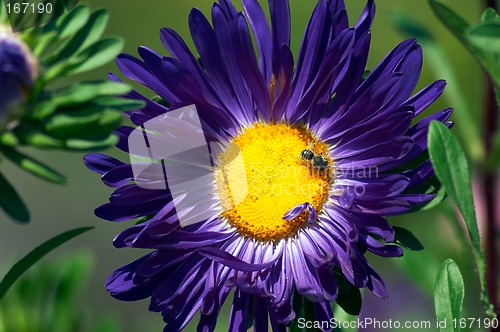 Image of Aster