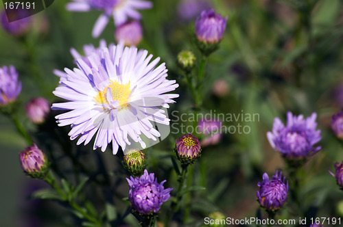 Image of Chrysanthemum